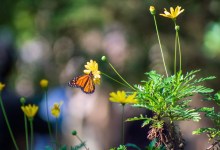Monarch Count Shows Another Sharp Decline